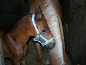 oefenen halster4